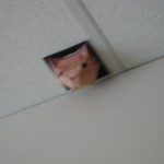 Ceiling Cat is watching you stand around the coffeemaker