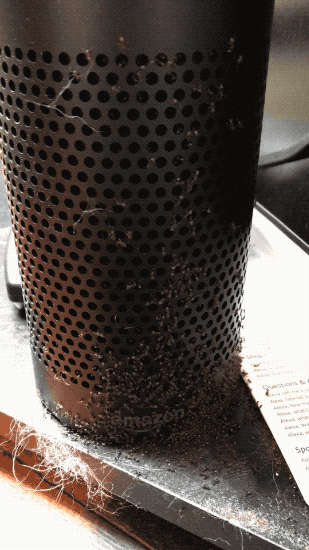 Amazon Echo, covered in ants